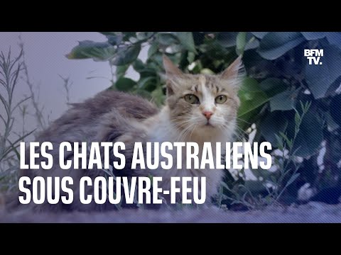 Australie: pourquoi un couvre-feu est imposé aux chats domestiques