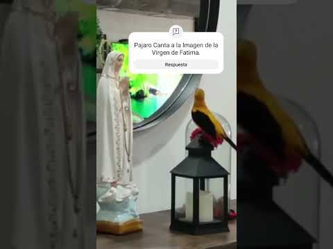 El Pájaro dice Buenos días a la Virgen de Fatima #news #short #viral