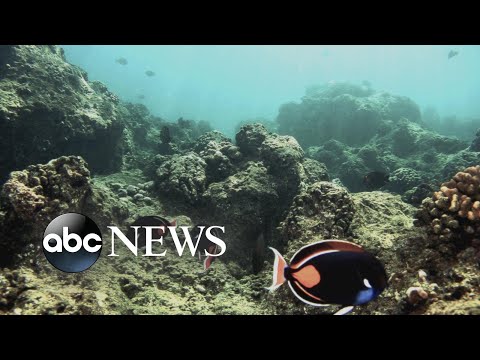 Hawaiian reefs likely degraded by tourism: Study l ABC News