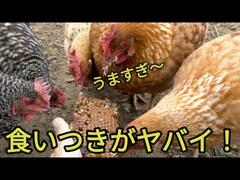 【ボス鶏大暴走】採れたて蜂の子の争奪戦!鶏さんの食いつきがやばすぎました!