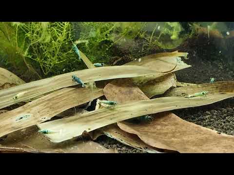 Blue Bolt breeding Tank - Tank 7 📘 Neocaridina for Dummies
https_//payhip.com/b/WgSpi

📘 Caridina for Dummies
https_//payhip.co