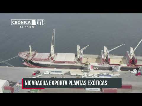 Nicaragua ahora envía a mercados internacionales plantas exóticas