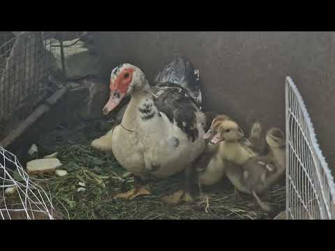 Ducks don't want to eat bread