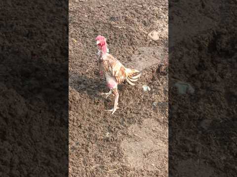 aseel murga #shorts #aseelmurga #roosterfarm #foryou #birds #aseel #hen