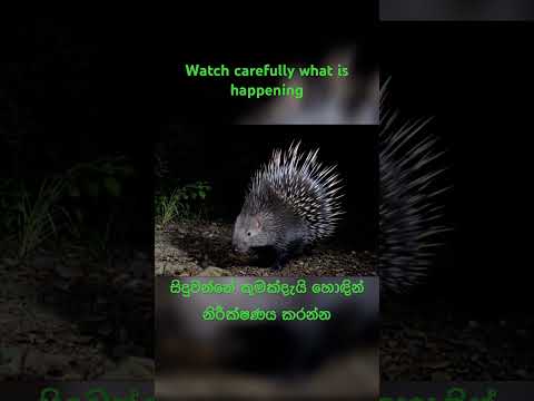 Watch carefully what is happening #nature #darkfantasymusic #wildlife #forestwhispers