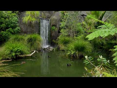 ASMR | Relaxing waterfall at Auckland Zoo