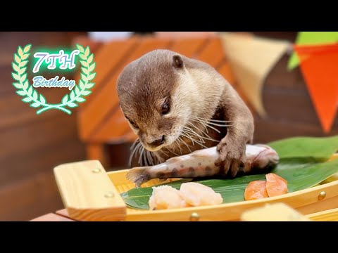 カワウソのたちのお誕生日を新鮮なヤマメでもてなしてみた [Otter Life Day 972]