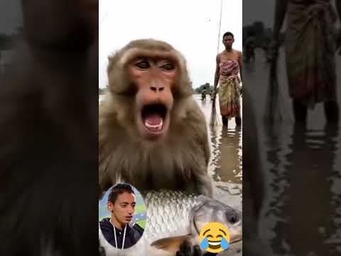 Robot bwchwlwi mang bwswk chasinani #reelsvideo # funnyvideos #funny #shortstory #poorcat