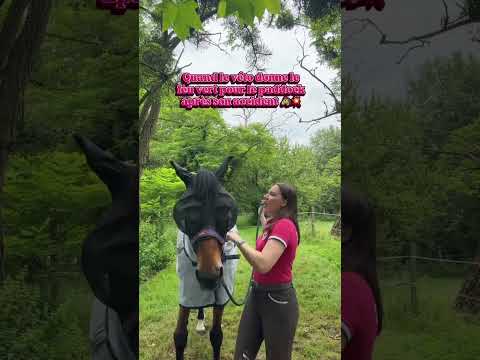 FEU VERT DU VÉTO  🚦💚 #équitation #accidentnews #cheval #equestrian