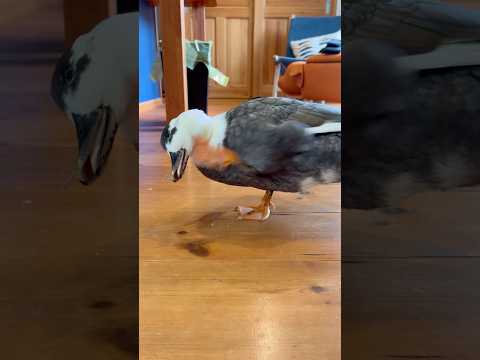 頭を掻きまくるオチョチョ。Ochocho is scratching her head.