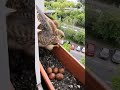 Person Feeds Mother Hawk Making Nest in Window Garden Box. - 1045103