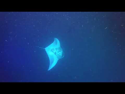 Manta Ray Night Snorkel Subscribe: https_//www.youtube.com/channel/UCgCtAiPn05h2AXCpPmECw4g?sub_confirmation=1 
PayPal_ http