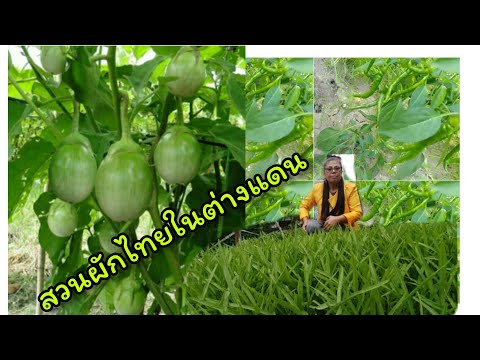 สวนผักไทยในต่างแดน-ถึกฝนกำลังง สวนผักไทยในต่างแดน-ถึกฝนกำลังง