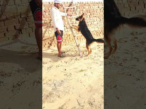 German shepherd basic training #dog #germanshepherd #germanshepherdpuppy #doglover