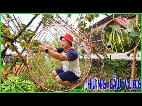 HướngDẫnThuHoạchĐậuLeoCu