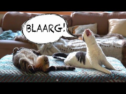 WEIRD CAT MEOW