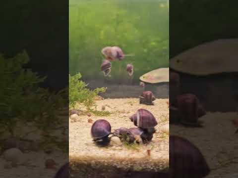 Purple Mystery Snails for Skippers Auction #snail# 