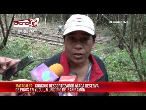 Ejecutan saneamiento en reserva de pinos en San Ramón, Matagalpa – Nicaragua