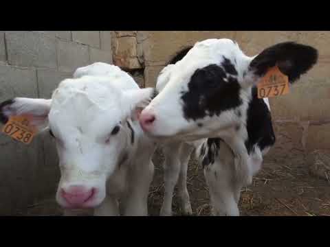 AGRO INFO | 17.04.2025 | TV Republika