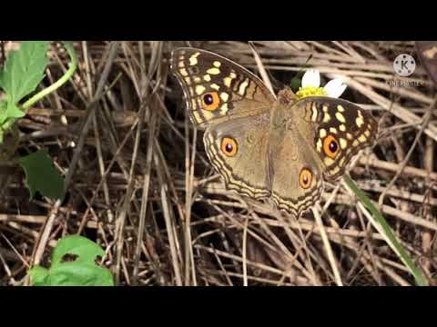 Butterfly-in-Rayong Butterfly-in-Rayong