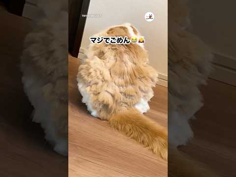 セルフカットの難しさとPECOの決断について解説 サムネイル