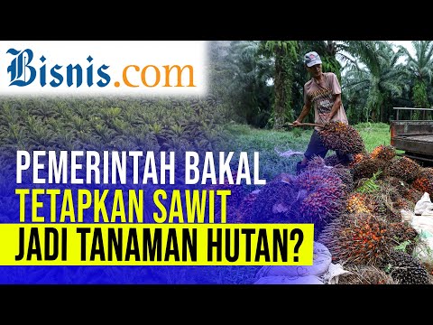 Sawit Diusulkan Menjadi tanaman Hutan, Kok Bisa?