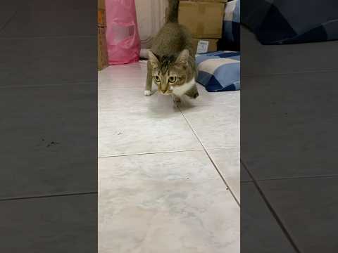 猫の動画サムネイル - dinosaur walk🐱🦖#walk#dinocattutu #cutestcat