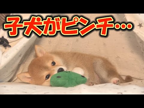 先住犬より子犬の方が賢くて、困っています・・・