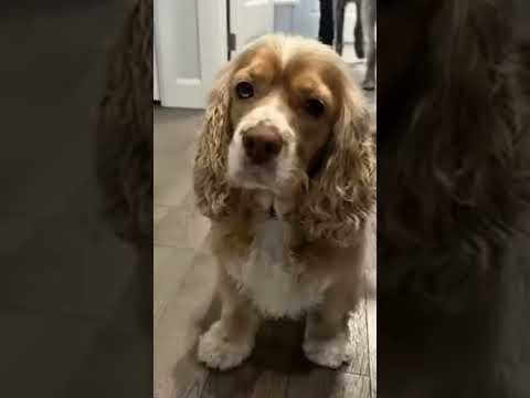 a i.a da forte #aura