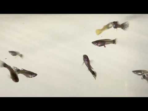 Breeding for Profit New Arrivals Guppies, Platys a Dumbo Ear Guppies, Cobra Guppies, Yellow Labs, Blood Dragons and Orange shrimp, my breeding room is 