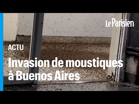 Argentine : une spectaculaire invasion de moustiques sème la panique à Buenos Aires