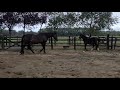 Dressage horse Hoogbenig hengstveulen van For Ferrero Nu met video!