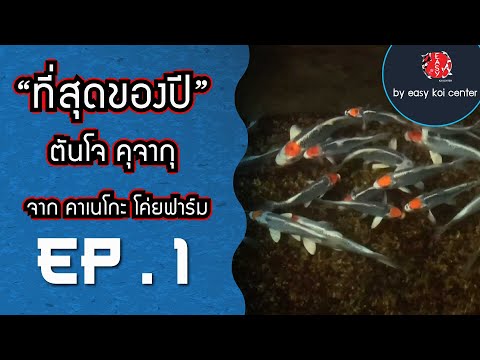 Rare-Item!!-ตันโจคุจากุ-จาก-คา Rare-Item!!-ตันโจคุจากุ-จาก-คา