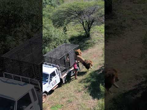 Rescued LION BROTHERS Transported to New Home! #lion #wildlife #shorts