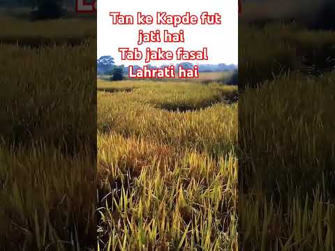 #cgshorts ,#song2024 #farming #agriculture #nature #viral,#shortsviral #cgviral #cgstatus #cgvideo