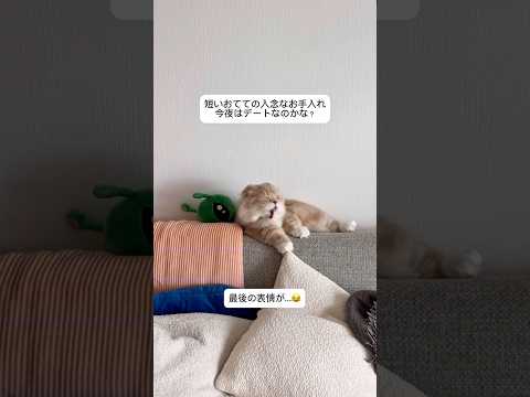 一生懸命なちんちくりんが可愛すぎる😂 #猫 #cat #スコティッシュ