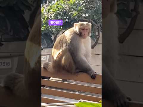 झुण्ड का ख़ूँख़ार मुखिया। #leader #shortsfeed