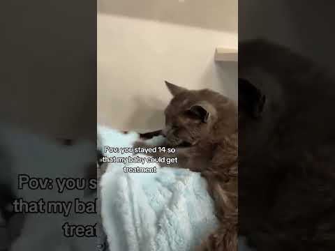 His pelvis is broken <strong>and</strong> his hind leg is now necrotic <strong>and</strong> infected <strong>and</strong> so painful.