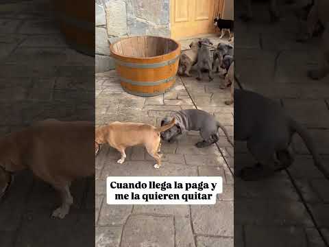 Cuando llegue la paga y me la quieren quitar