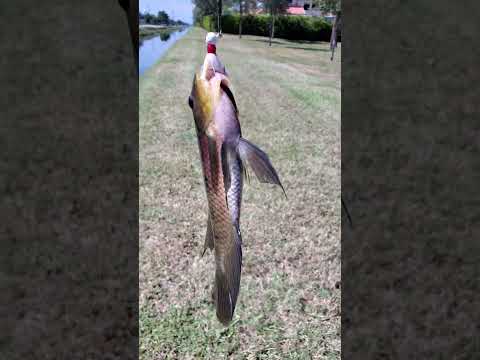 Starving spotted tilapia caught in Florida canal! video thumbnail