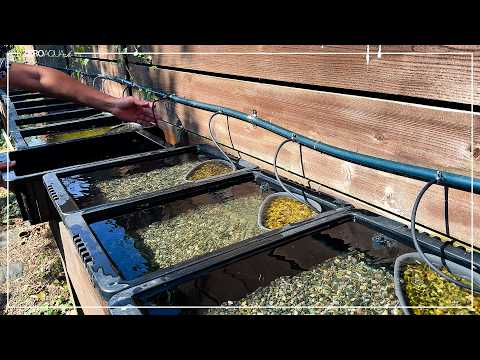 稚魚から成魚へ。と大磯砂利を入れてみたりしたメダカのお世話3ヵ月間。