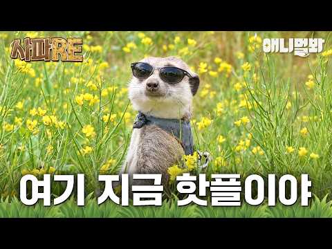 [사파RE] 여보세요? 어 난데. 미어캣들 싹다 여기로 모여. #동물농장 #animalfarm