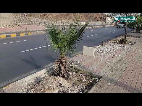 حملة لزراعة ألف شجرة نخيل في شوارع صنعاء