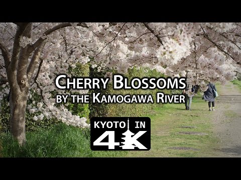 Beautiful Kyoto: Cherry Blossoms by the Kamogawa River