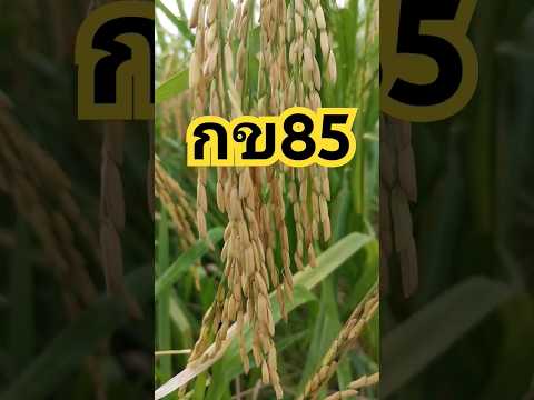 ข้าวกข.85ร่วงใหญ่น้ำหนักดีเท็