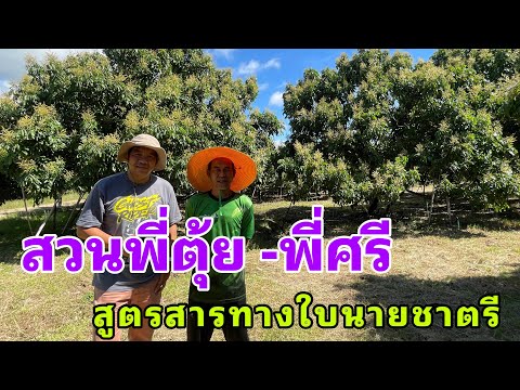 ดอกลำไยสูตรสารทางใบนายชาตรีสว