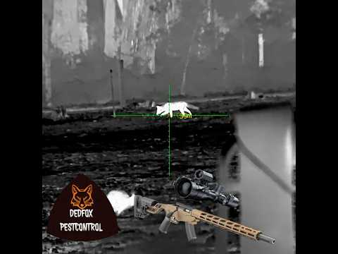 My Ruger Precision Rifle Does NOT Miss | Fox Culling Australia 🇦🇺