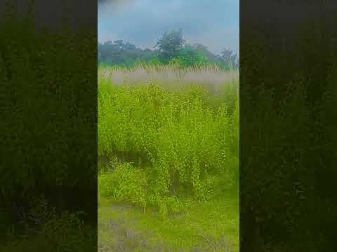 #haryanvisong #bhojpuri #song #adhuniknagpurisong #lifeisbutadream