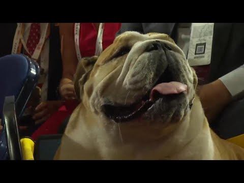 Celebrity Bulldog Babydog steals the show at RNC meeting in Milwaukee