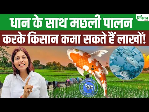 धान के साथ मछली पालन कैसे करें? जानिए डबल कमाई का फॉर्मूला और सरकारी योजना! Paddy Fish Farming